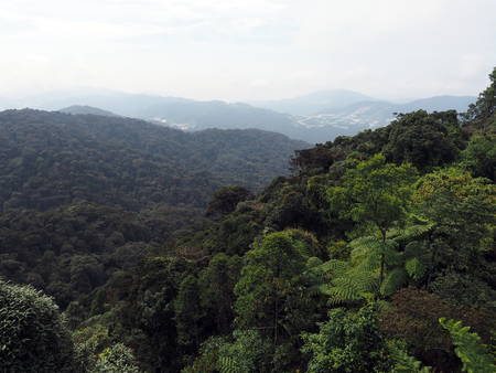 Tea plantation in Cameron Highlands Malaysiaの写真素材