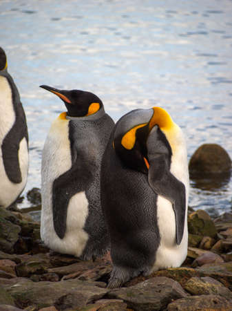 King penguins standing near a rocky beach in South Georgia Antarctica