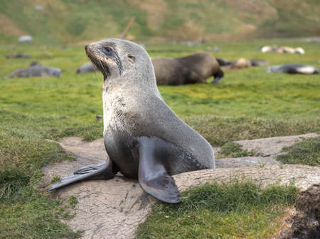 Antarctic fur seal laying on stone beach in South Georgia Antarcticaの写真素材