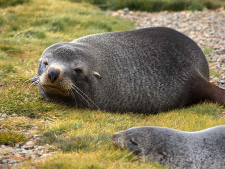 Antarctic fur seal laying on stone beach in South Georgia Antarctica
