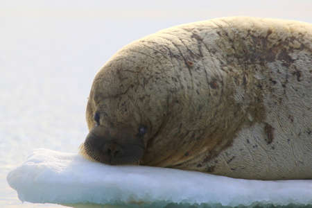 Walrus showing its tusks on ice floe in Canadaの写真素材