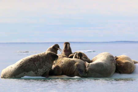Herd on walruses on ice floe in Canadaの写真素材