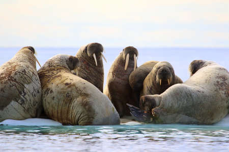 Herd on walruses on ice floe in Canadaの写真素材