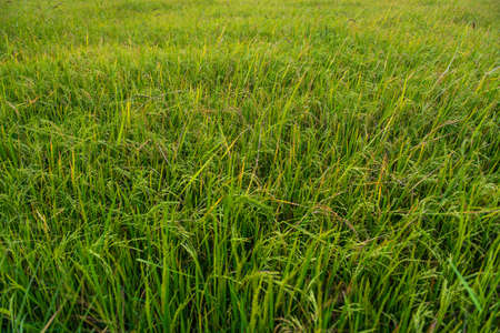 Rice textureの写真素材