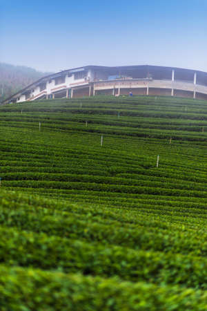 Tea plantation to skyの写真素材