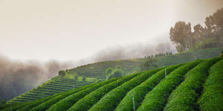 Tea plantation and cloudの写真素材