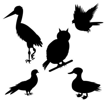 Monochrome silhouettes of different species of birds. のイラスト素材
