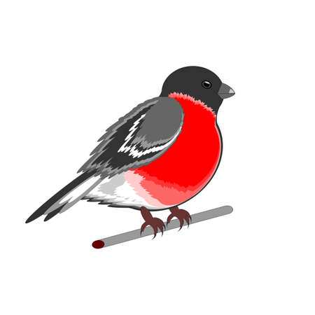 Eurasian bullfinch (Pyrrhula pyrrhula) isolated on a white background. Vector-art illustrationのイラスト素材