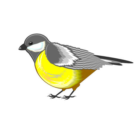 A cute titmouse isolated on a white background. Vector-art illustrationのイラスト素材