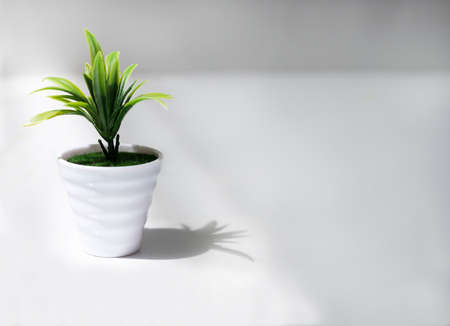 A green plant in a white pot over white backgroundの写真素材