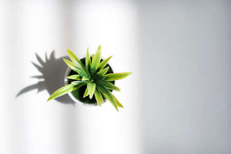 Top view of a green plant in a white potの写真素材