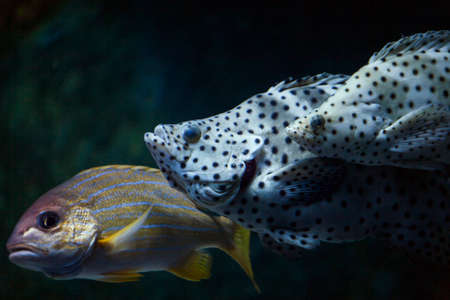 three fish under water in the oceanの写真素材