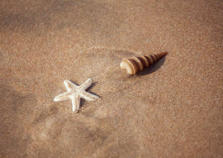 Starfish on the beach on a sunny dayの写真素材