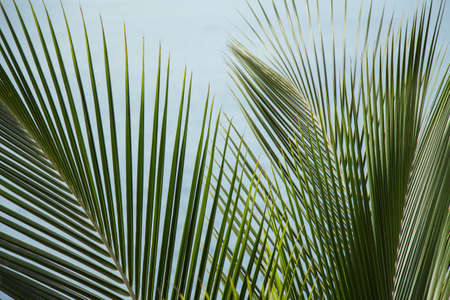 branch of palms and blue sky