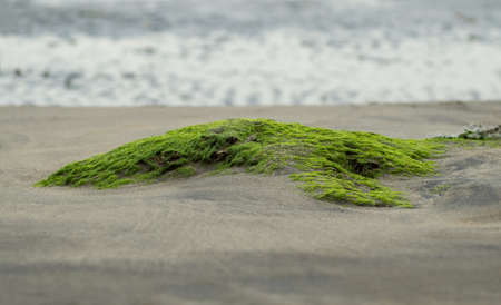 the moss on the sand near the seaの写真素材