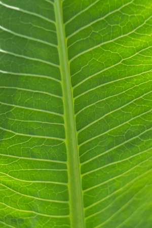 Structure of green leaf (Texture)の写真素材