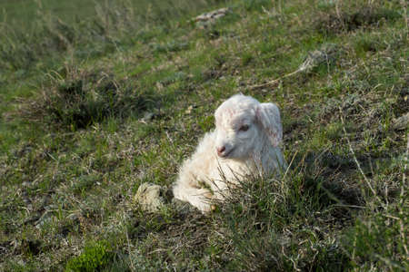 Baby lamb lying on the grassの写真素材