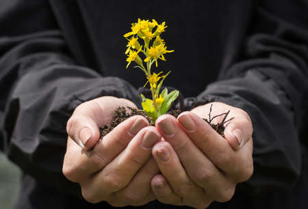 Female hands holding a flower sprout from the groundの写真素材
