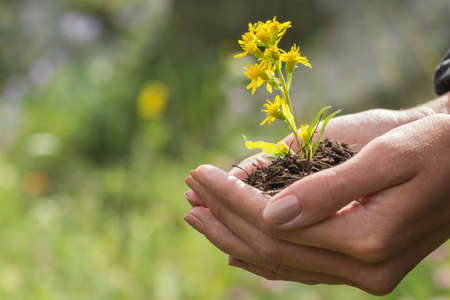 Woman Hands hold earth with a plant の写真素材