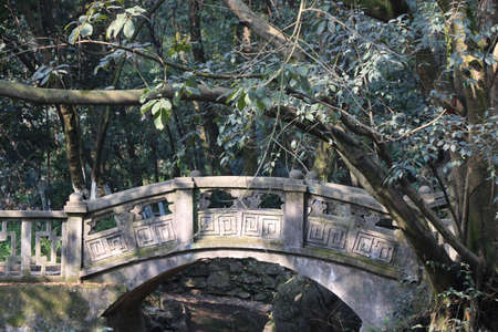 bridge in the woods