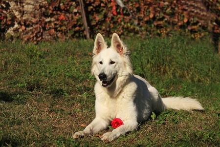 swiss white shepherd with a roseの写真素材