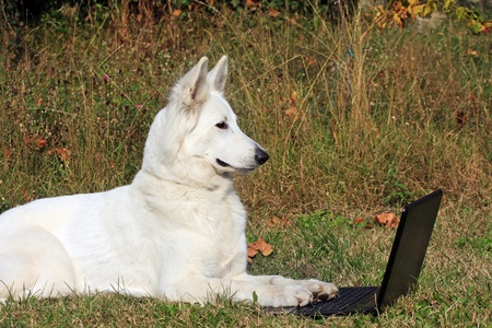 white dog at work on the laptopの写真素材