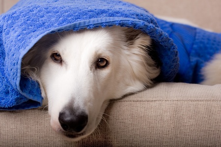 swiss white shepherd dog under a towel