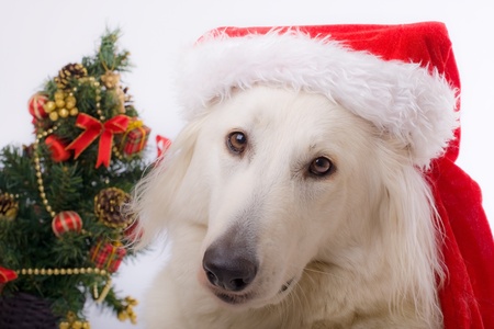 swiss white shepherd dog with a cup of Santa Clausの写真素材