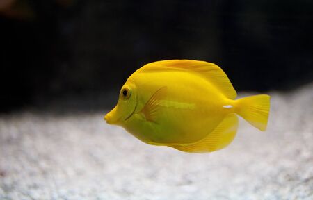 fish of the Indian Ocean reef の写真素材