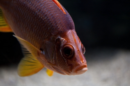 fish of the Indian Ocean reef の写真素材