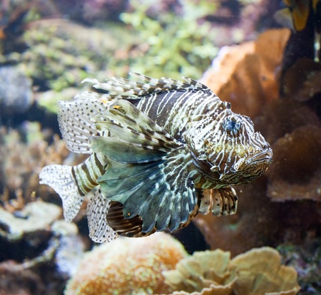 lionfish in the reef の写真素材