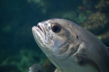 moonfish swim around mangrove tree roots の写真素材