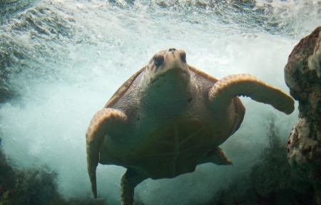 Loggerhead sea turtle 