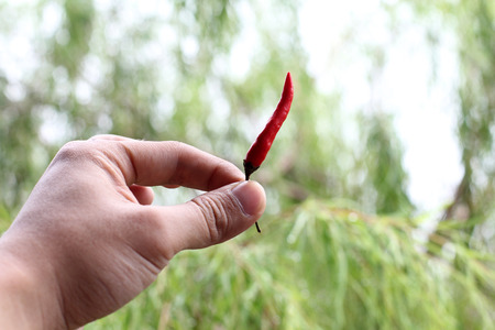 hand chiliの写真素材