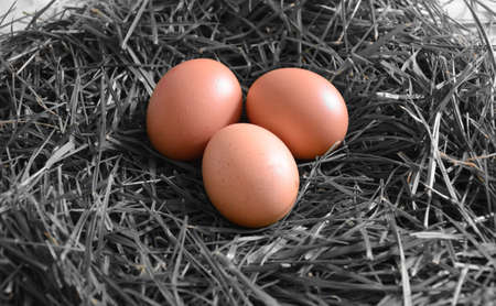 Eggs in a nest of grass in black and whiteの写真素材