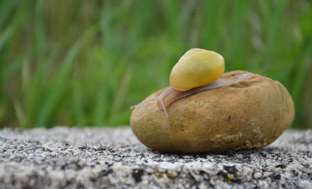 Snail on a rock on a background of green grassの写真素材