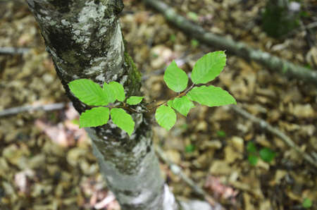 green shoot on a tree trunk in the forest