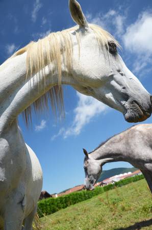 two horses on a background of the rural landscape and blue skyの写真素材