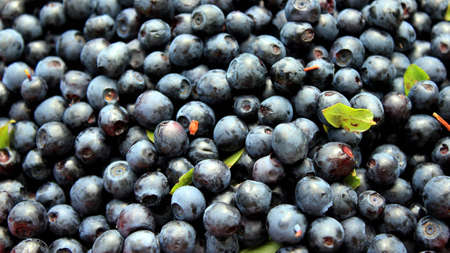 Blueberry