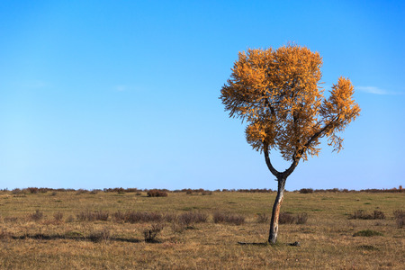 Lonely tree standing in a field, clear autumn day.の写真素材