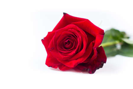 Red rose isolated on white background. Design element for greeting cards, banner or poster.