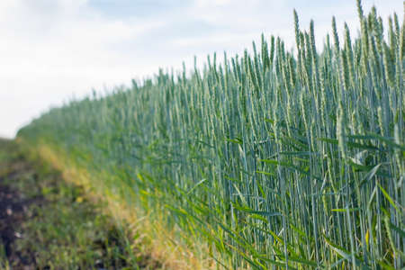 Fresh ears of young green wheat on nature in summer field. Closeup of ripening ears of wheat.の写真素材