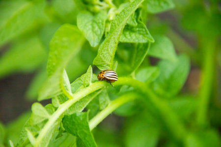 Colorado beetle sitting on a potato leaf. Bug eating a plant. Insects - pests of agricultural plants...