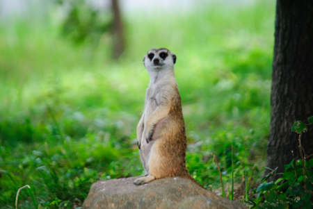 Meerkatの写真素材