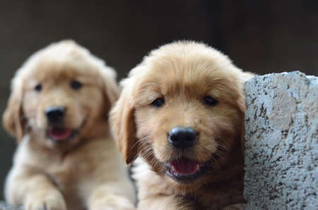 golden retrieverの写真素材