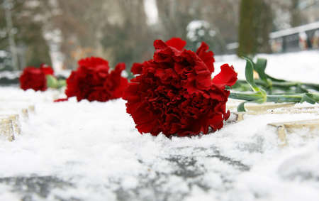 Red carnation flowers in the snow の写真素材