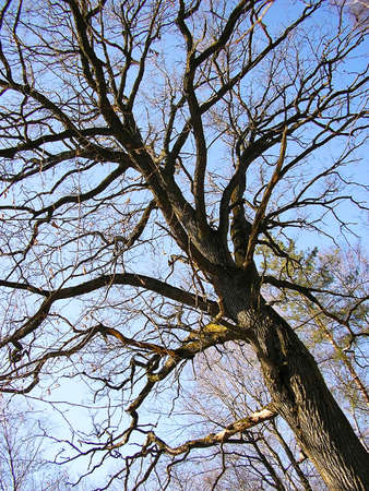 Kroner and trunk dry tree photographed from below       