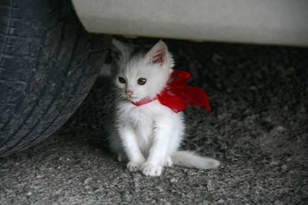 White kitten with a red ribbon tied bowの写真素材