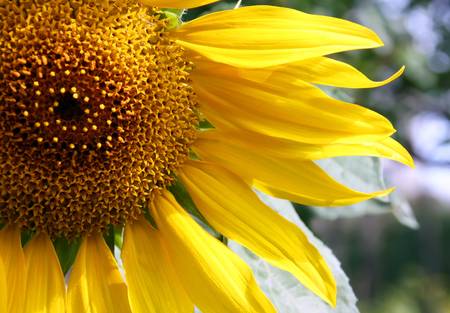 Close-up of sunflower on a sunny dayの写真素材