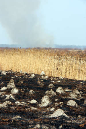 Burnt grass of the fieldの写真素材